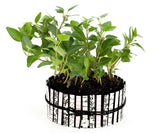 Small Clothespins Black (12pc)