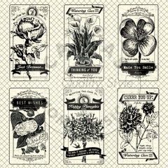 The Watering Can: Seed Packets on Ivory Paper